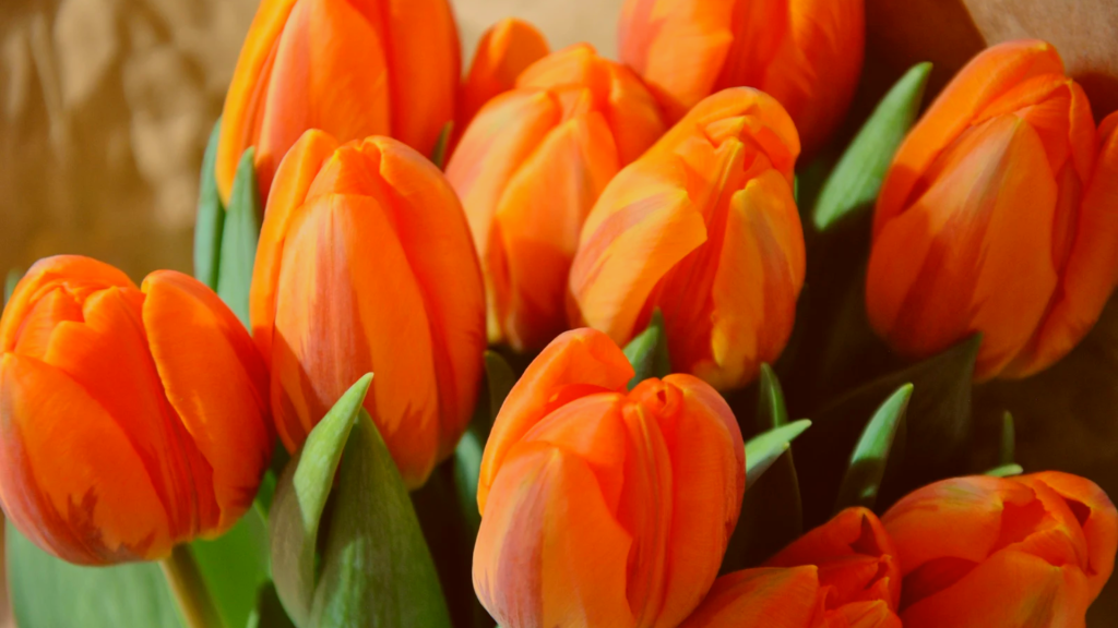 8 марта, где отметить 8 марта, как поздравить любимую с 8 марта